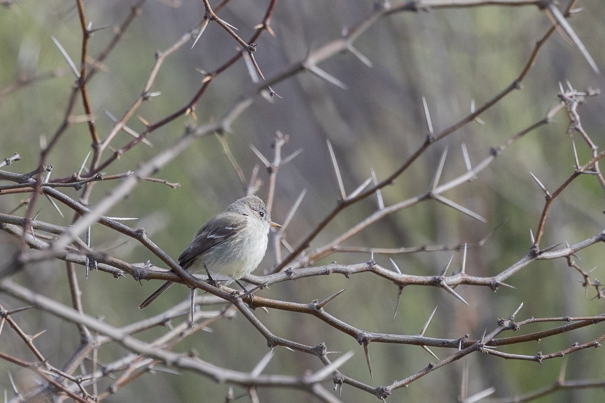Gray Flycatcher - ML644377874
