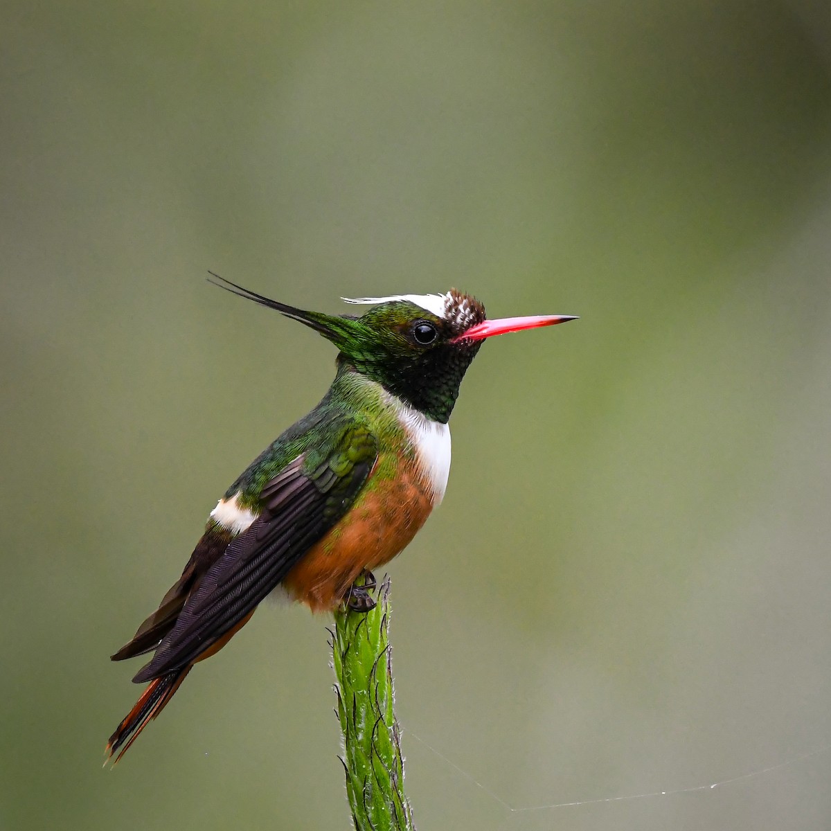 White-crested Coquette - ML644377879
