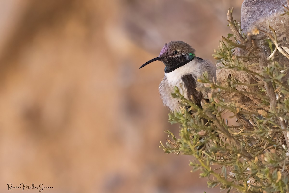 White-sided Hillstar - ML644377895