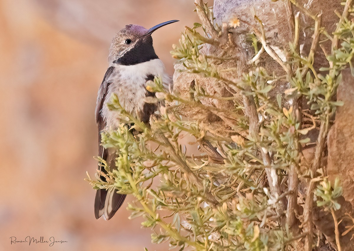 White-sided Hillstar - ML644377896