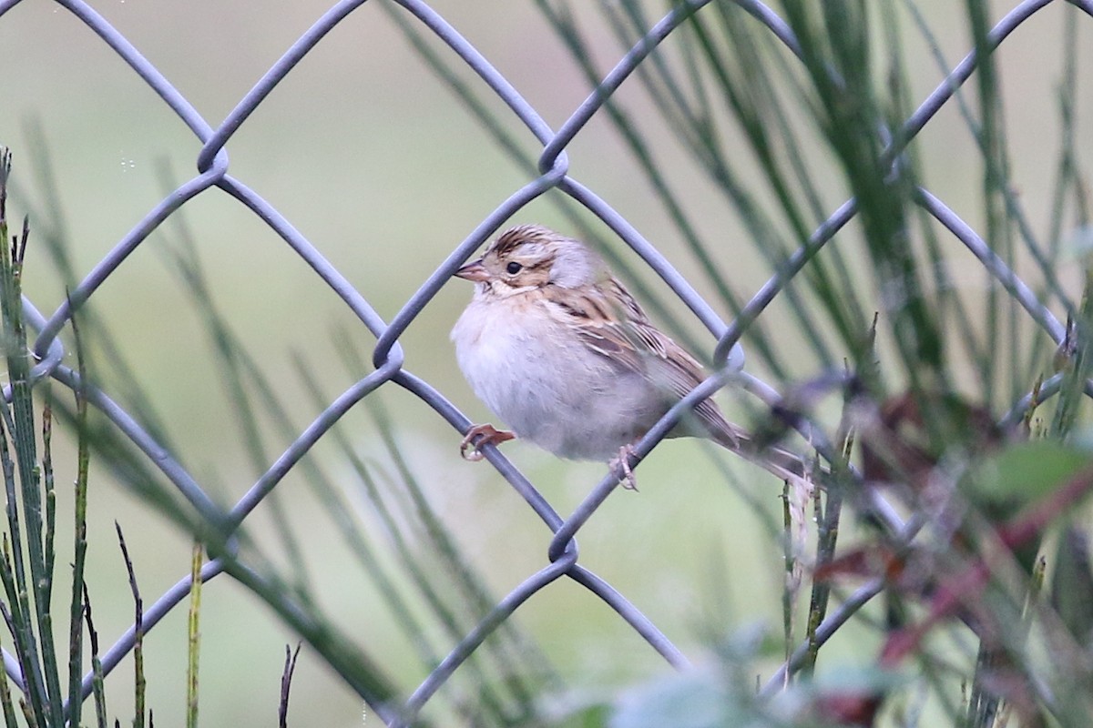 Clay-colored Sparrow - ML644377906