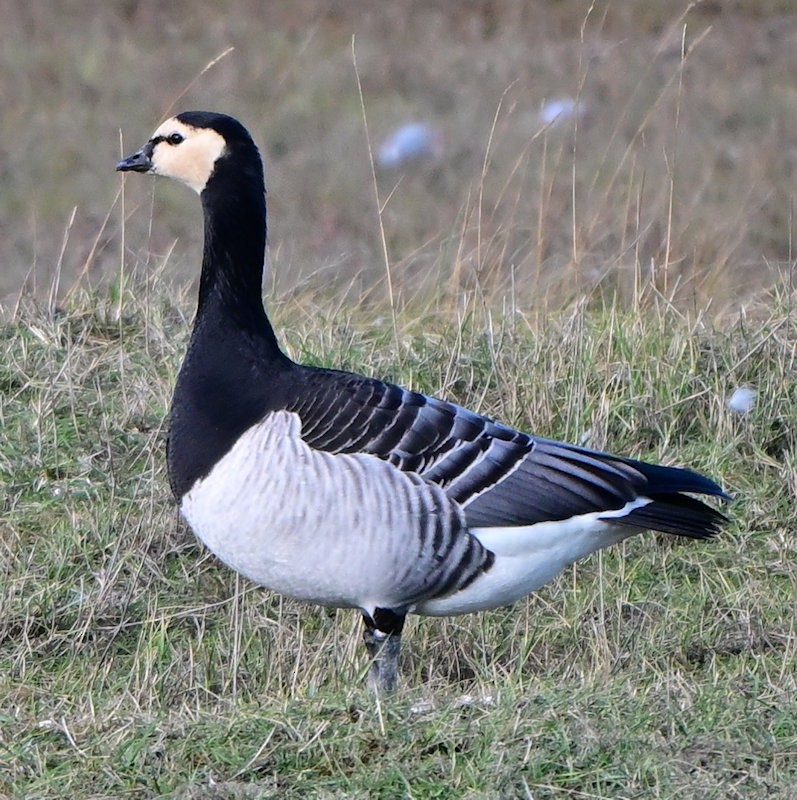 Цагаан шанаат галуу - ML644377910