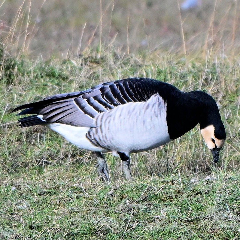Цагаан шанаат галуу - ML644377911