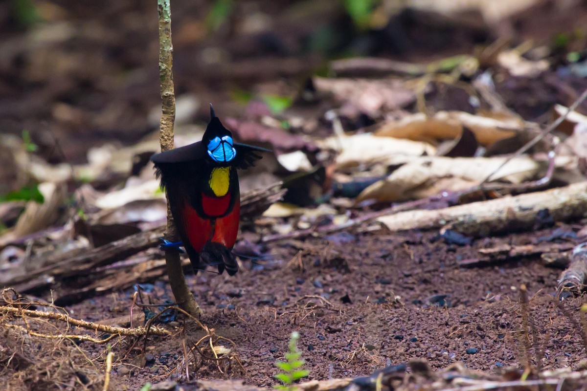 Wilson's Bird-of-Paradise - ML644377912