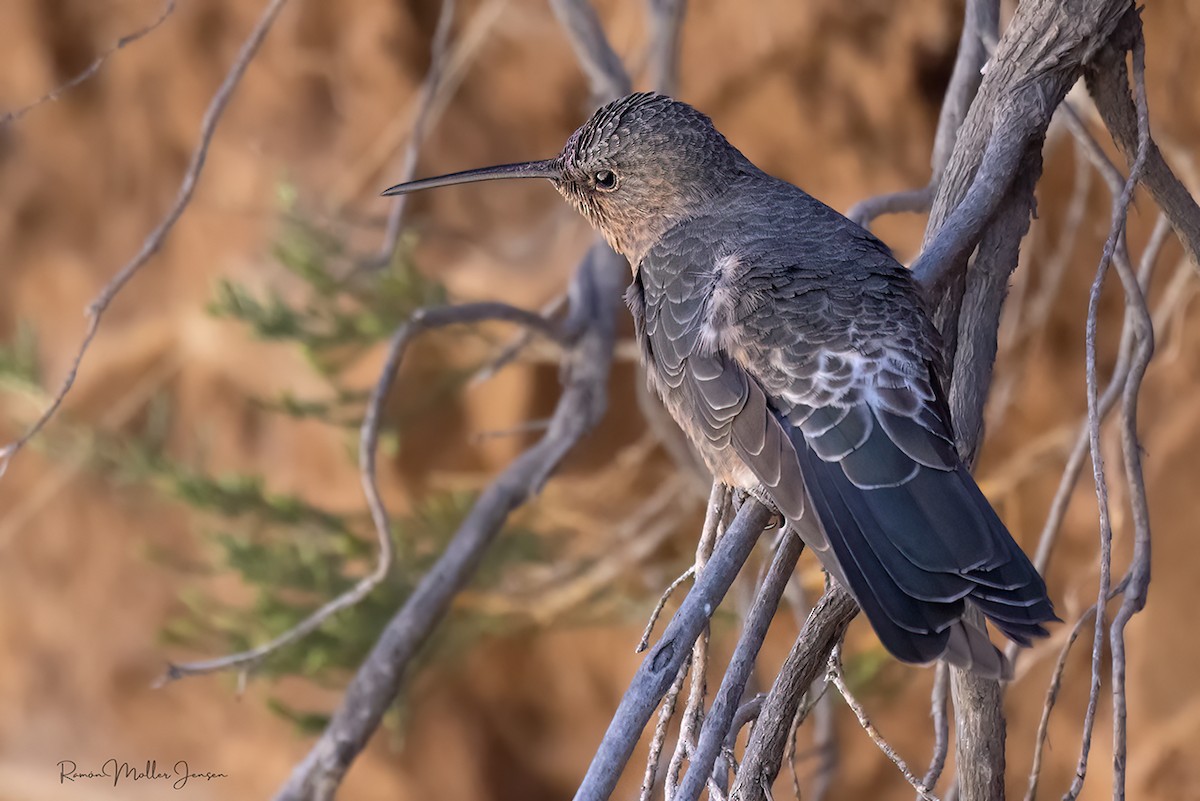 Giant Hummingbird - ML644377916