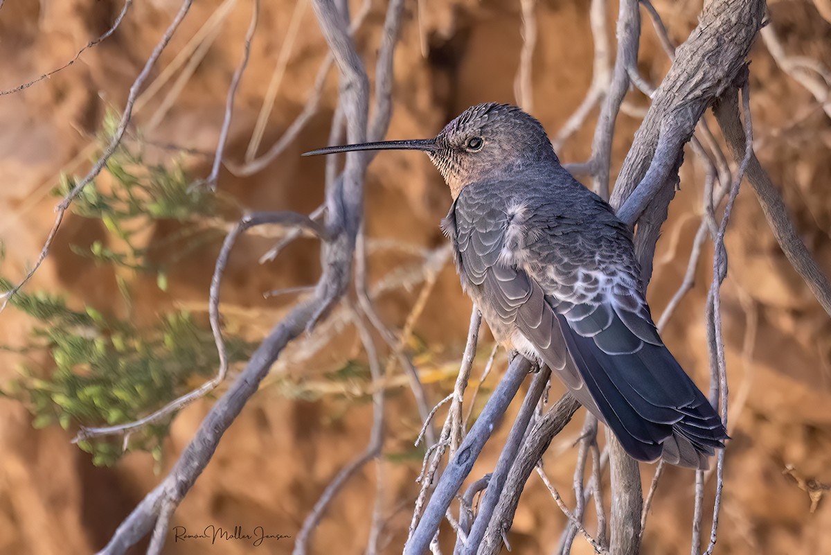 Giant Hummingbird - ML644377917