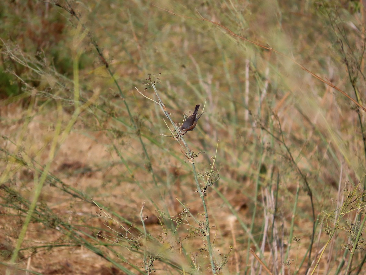 Western Subalpine Warbler - ML644377918