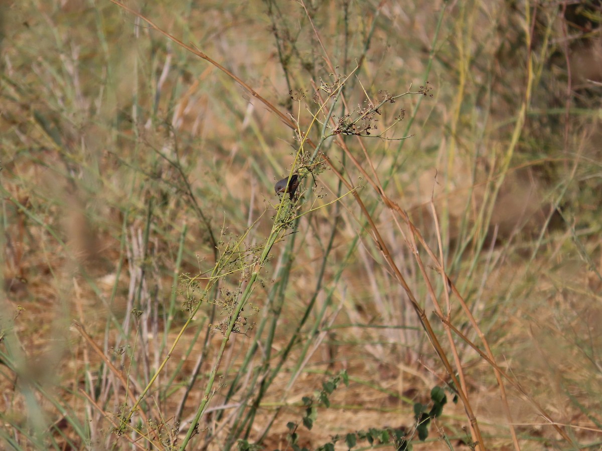 Western Subalpine Warbler - ML644377919