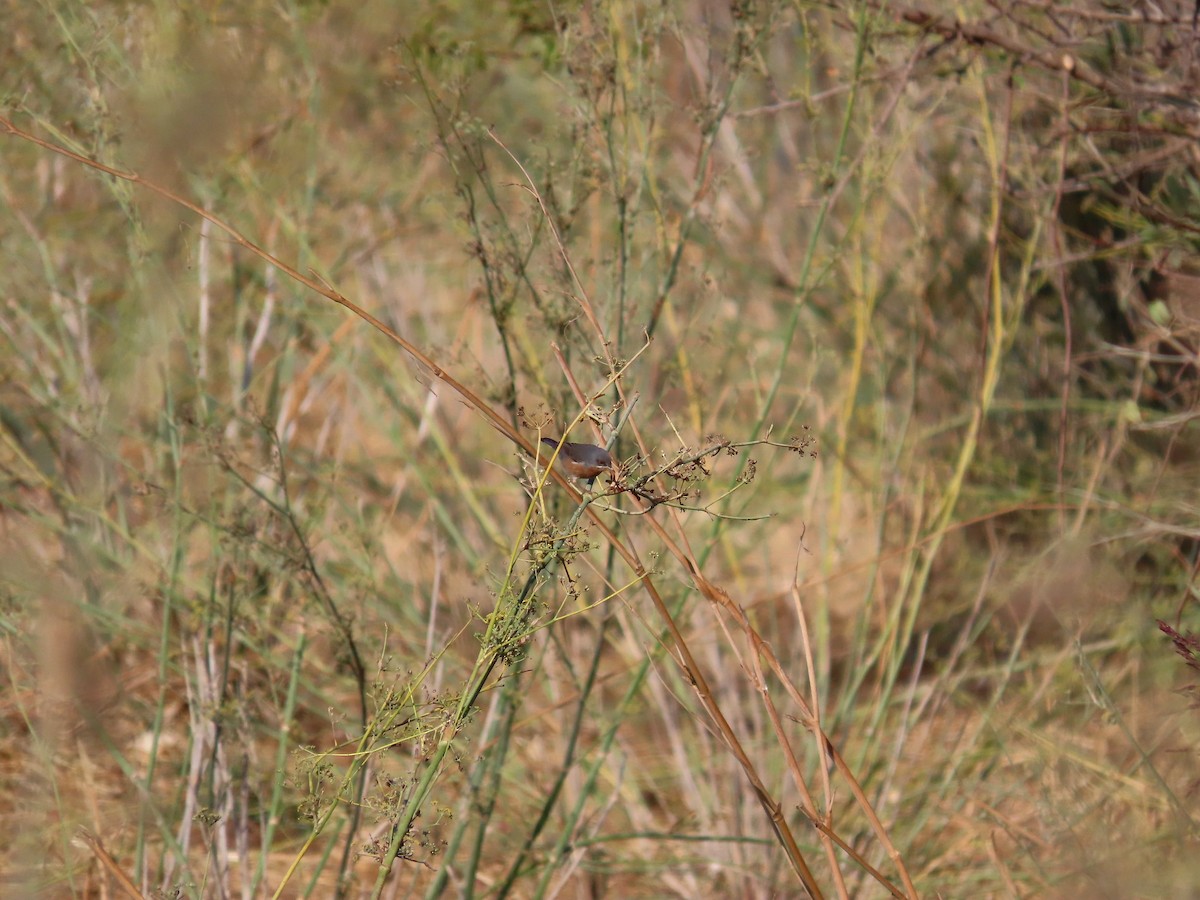 Western Subalpine Warbler - ML644377920