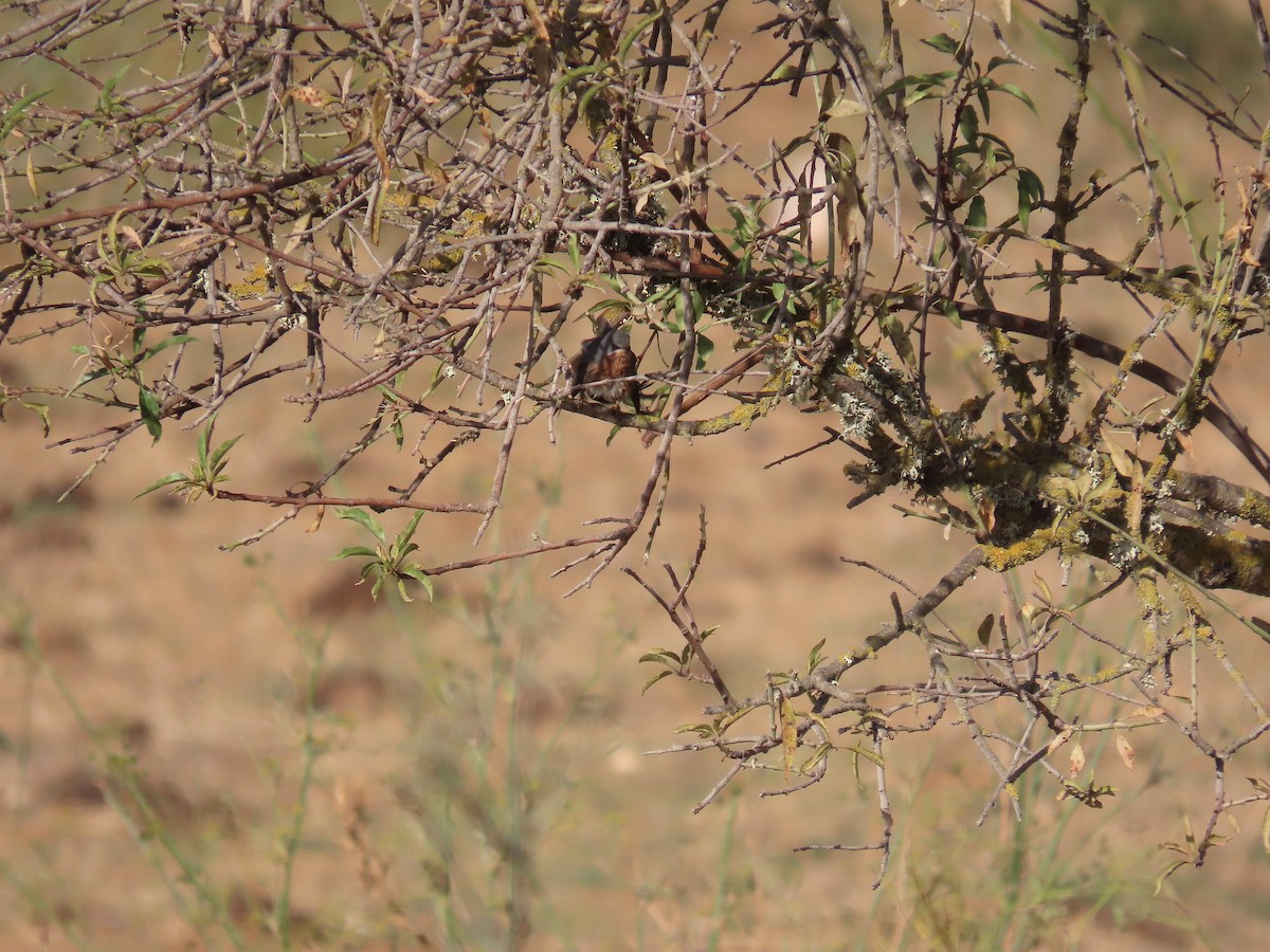 Western Subalpine Warbler - ML644377921