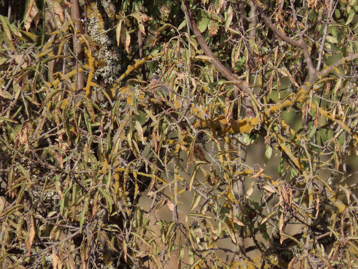 Western Subalpine Warbler - ML644377922