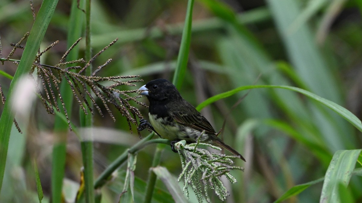 Gelbbauchspelzer - ML644377924