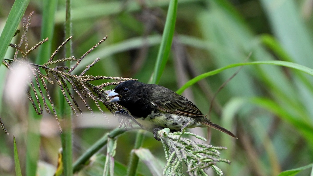 Gelbbauchspelzer - ML644377926