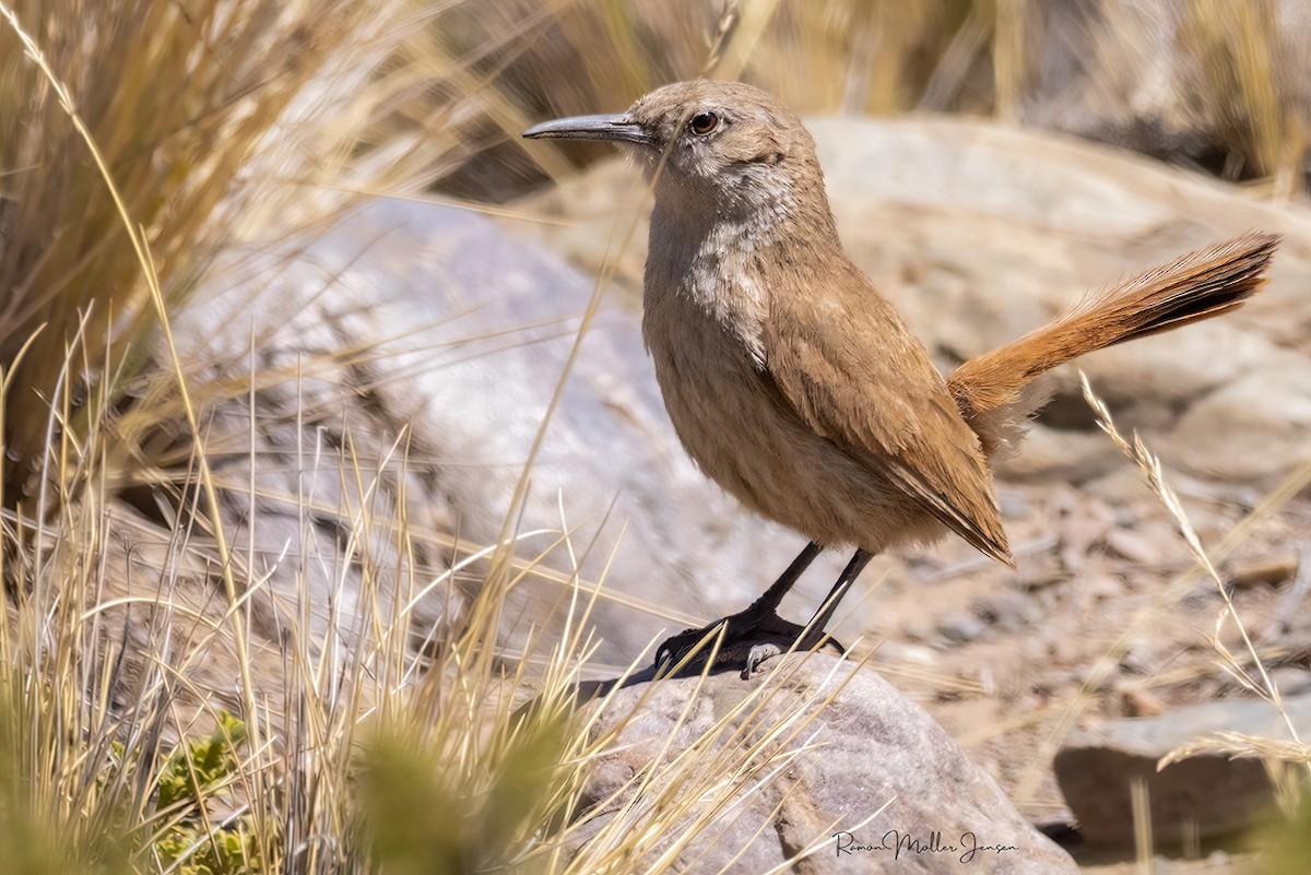 Düz Gagalı Madenci - ML644377938