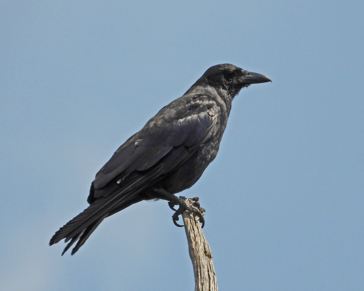 Balıkçı Karga - ML644377941