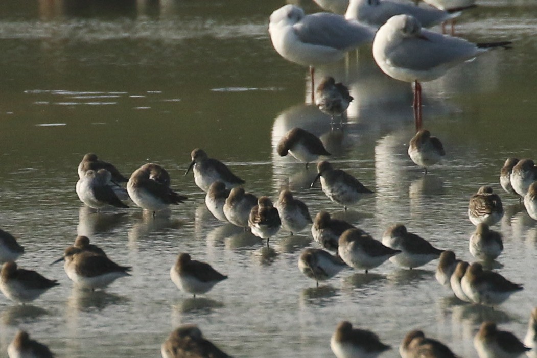 サルハマシギ - ML644377944