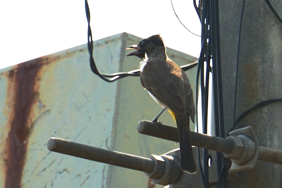 בולבול אפריקני - ML644377948