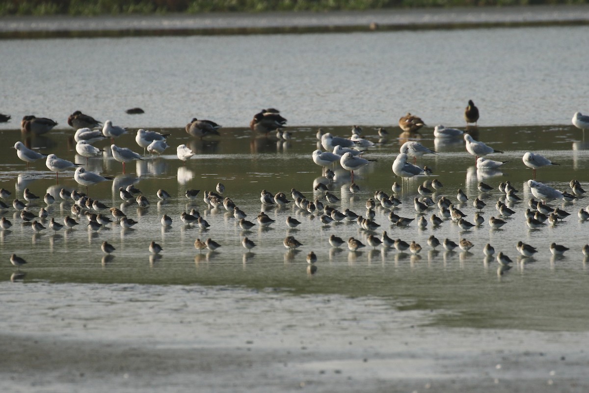 ハマシギ - ML644377951