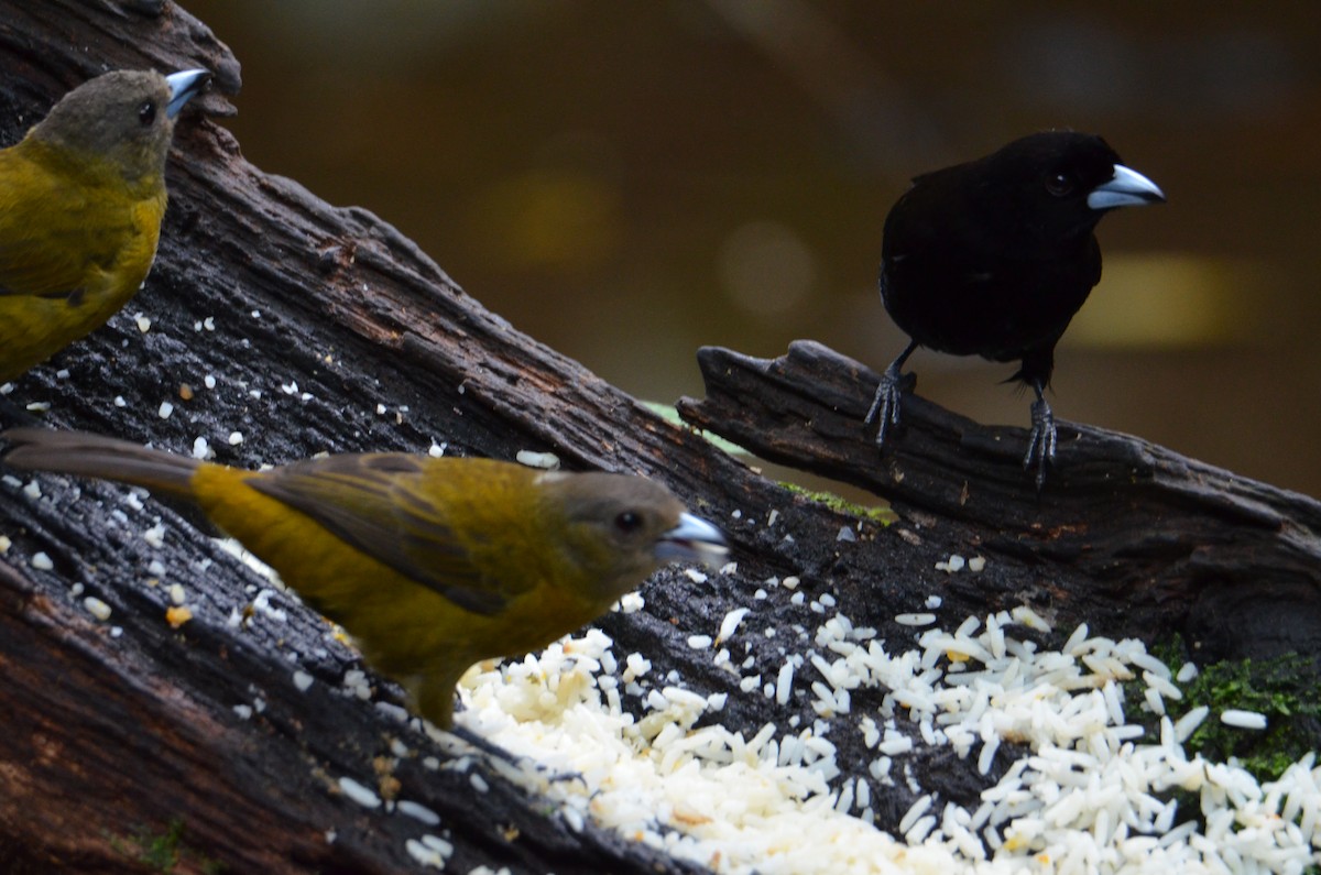 Scarlet-rumped Tanager - ML644377955