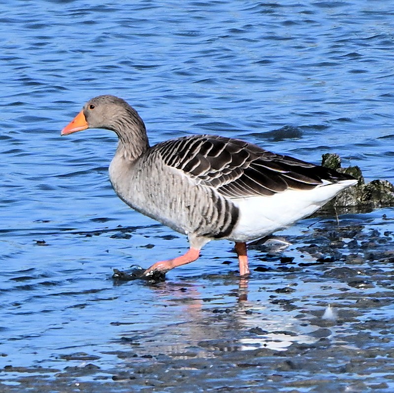 Серый гусь - ML644377956
