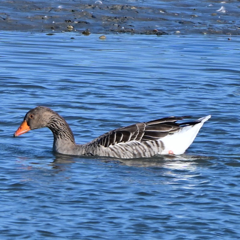 Серый гусь - ML644377957