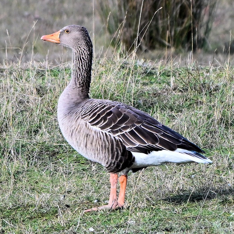 Серый гусь - ML644377958