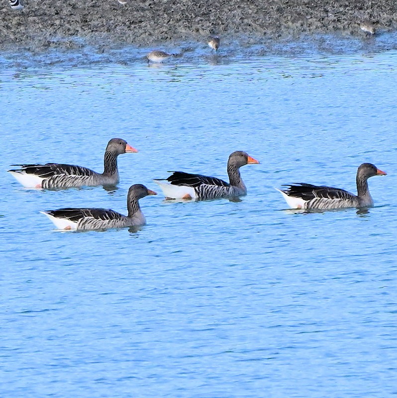 Серый гусь - ML644377959