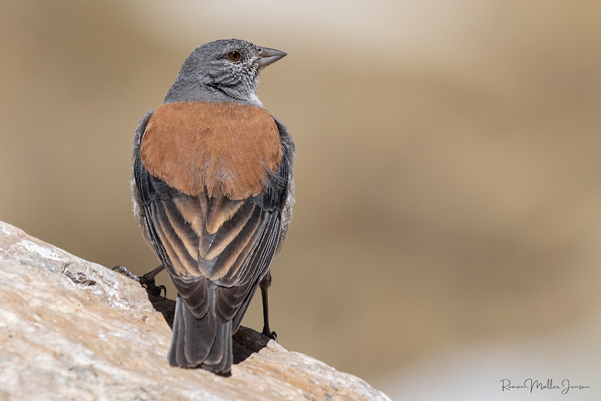 Red-backed Sierra Finch - ML644377967