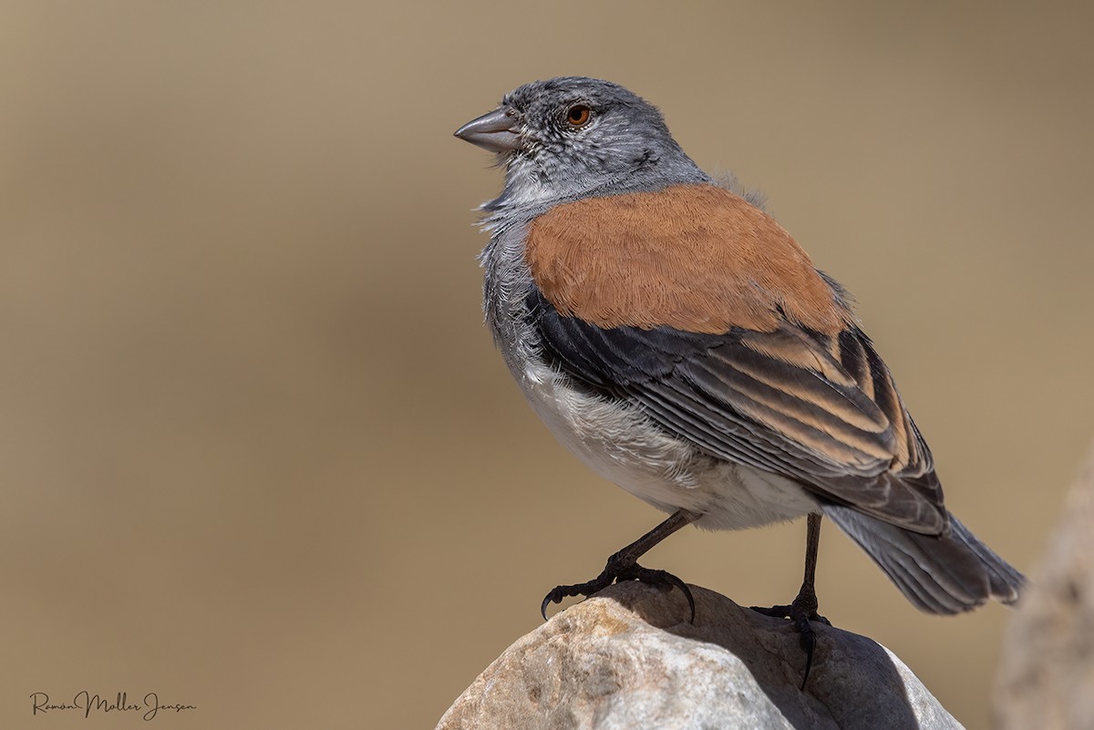Red-backed Sierra Finch - ML644377968