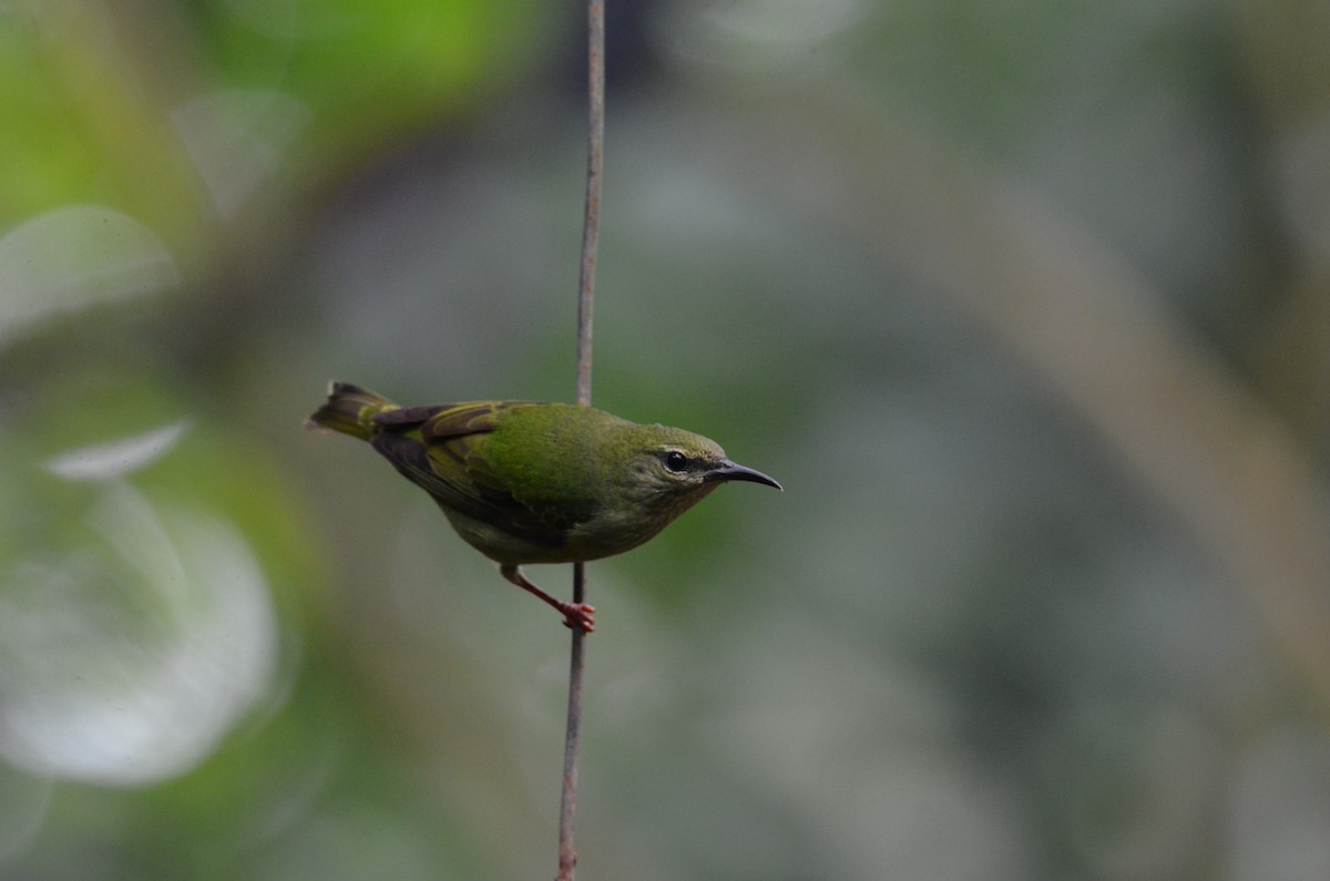 Red-legged Honeycreeper - ML644377969