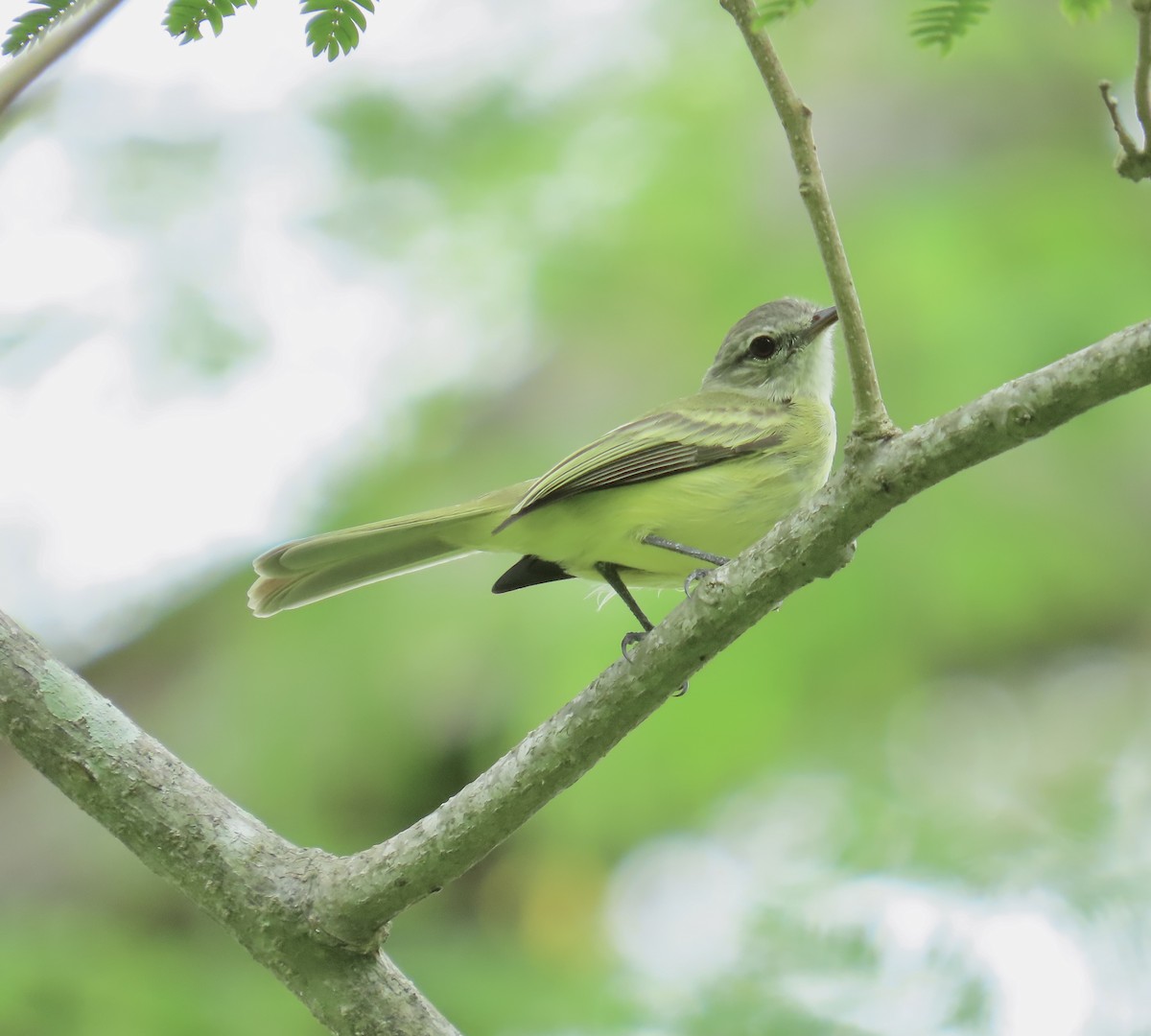 Yellow-crowned Tyrannulet - ML644377970