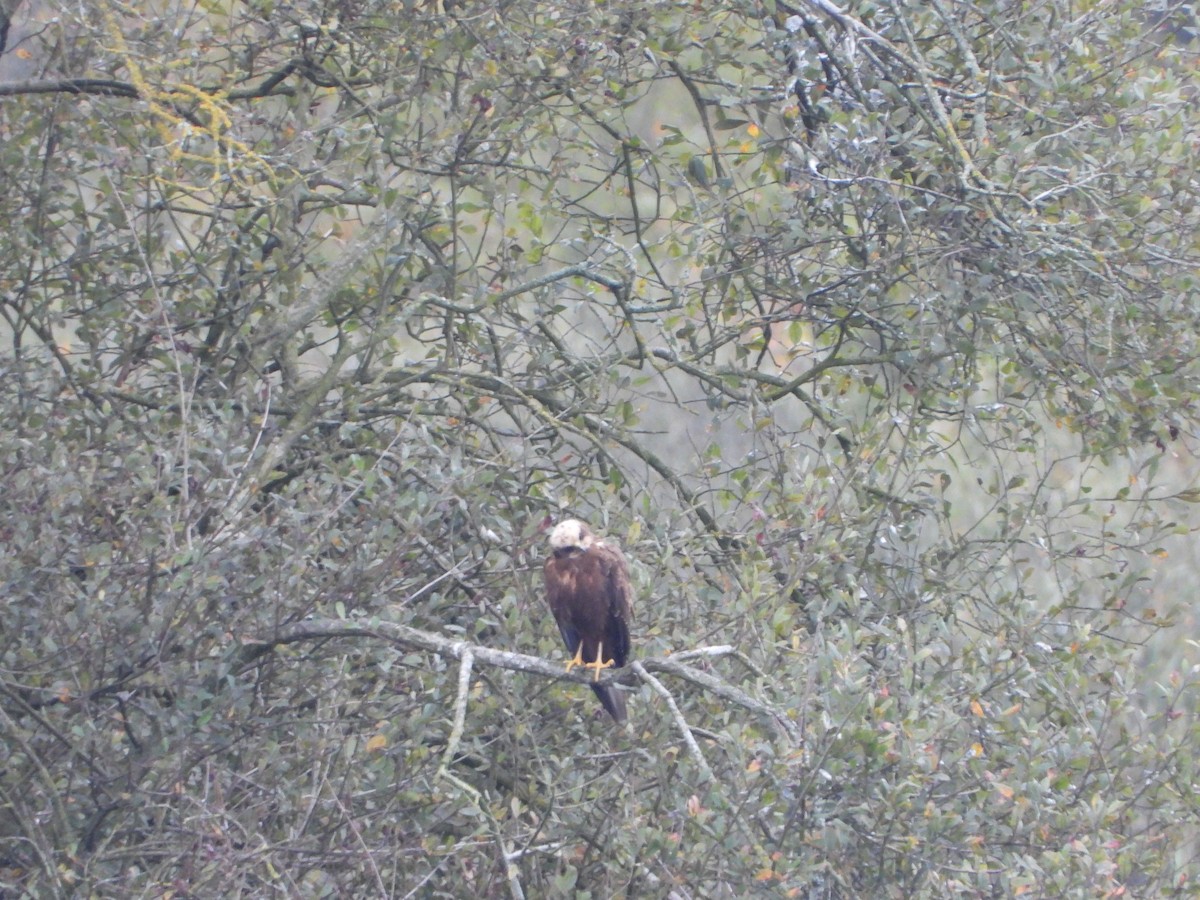 Western Marsh Harrier - ML644377978