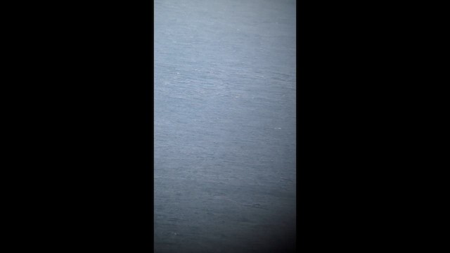 Manx Shearwater - ML644377981