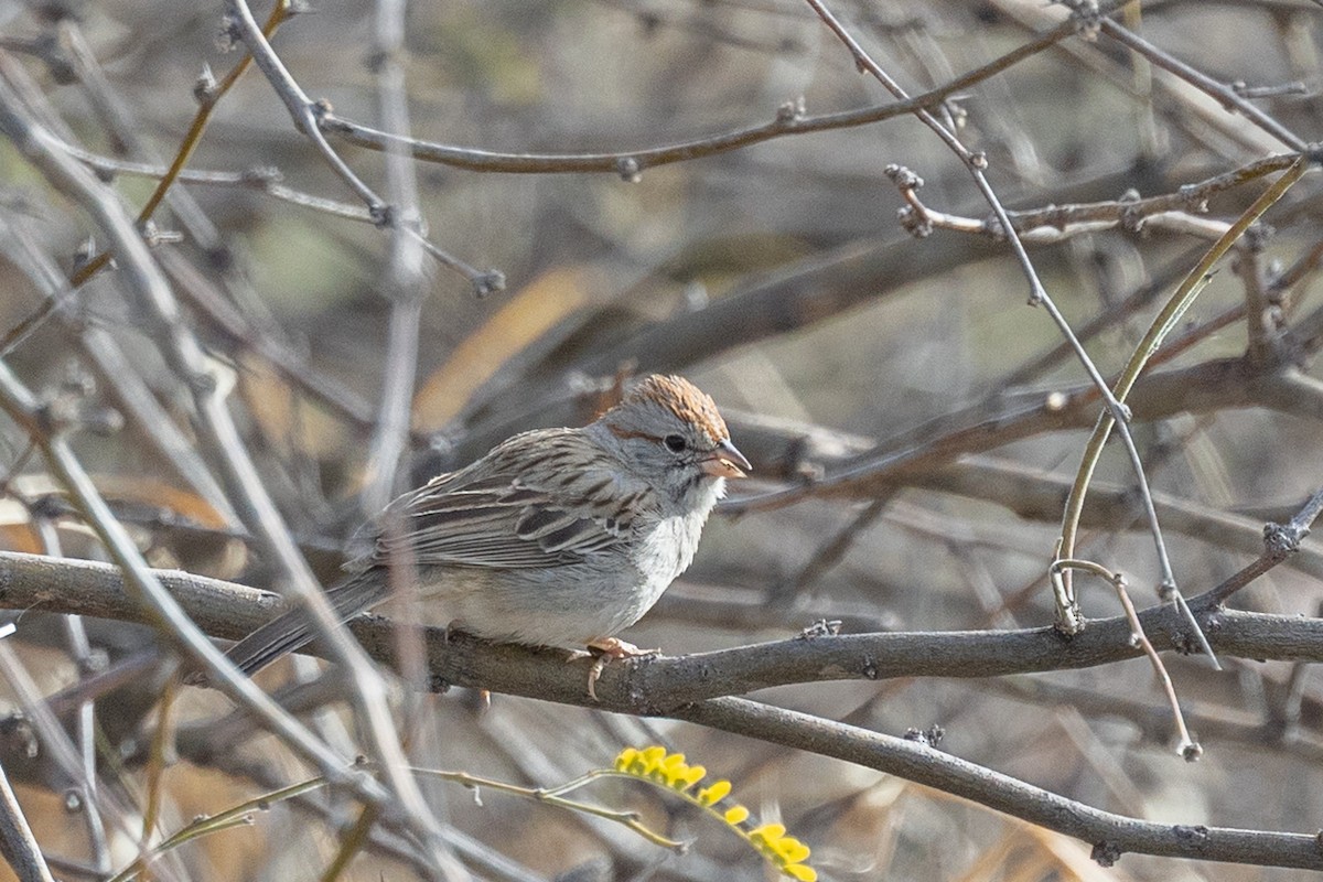 Rufous-winged Sparrow - ML644377985