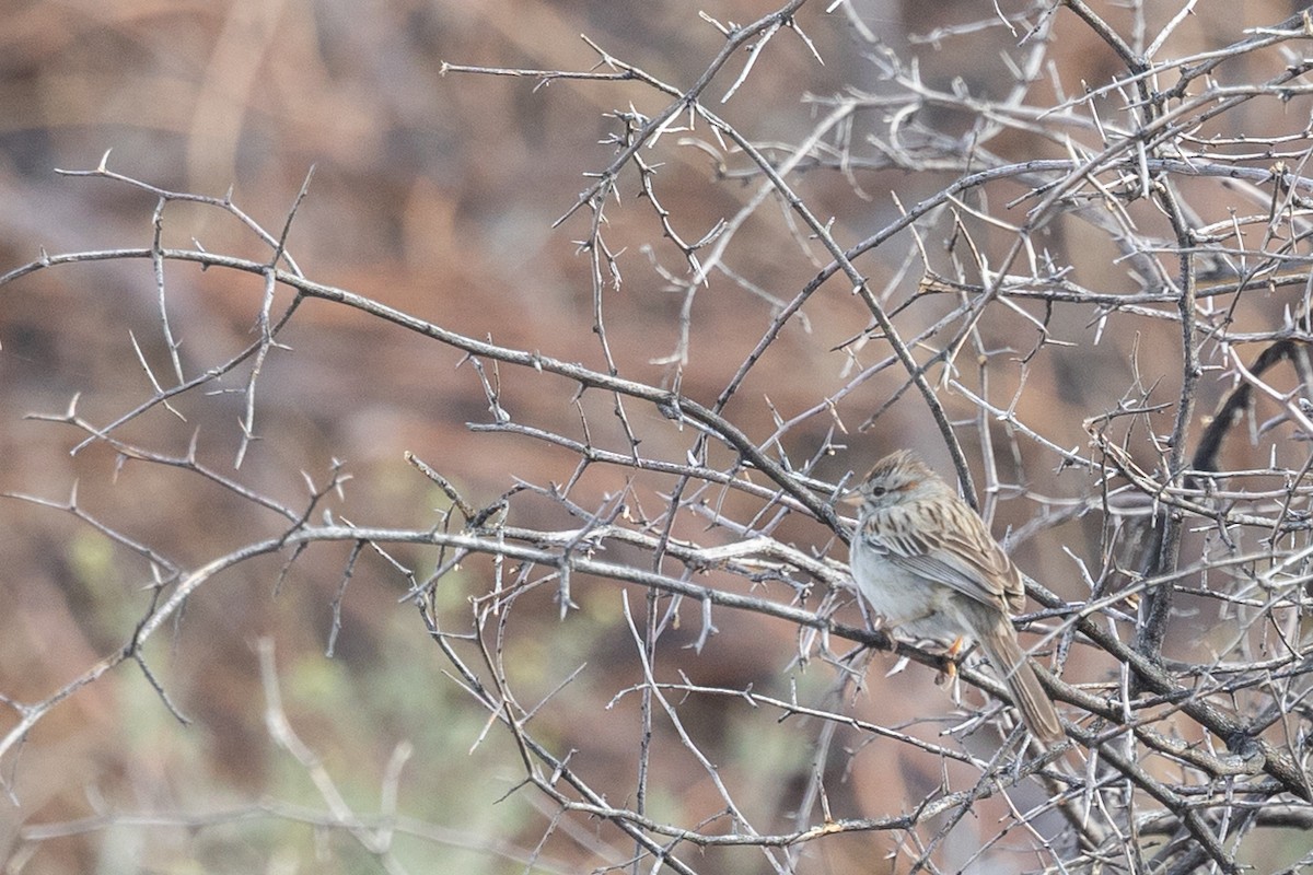 Rufous-winged Sparrow - ML644377986
