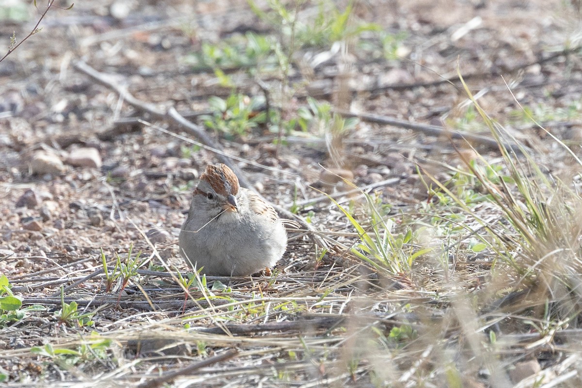 Rufous-winged Sparrow - ML644377987