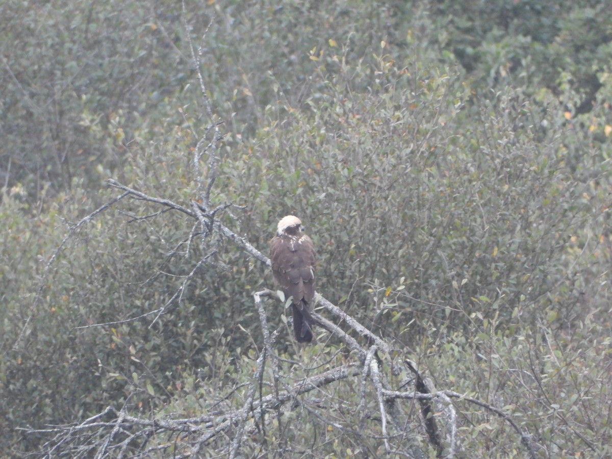 Western Marsh Harrier - ML644377988