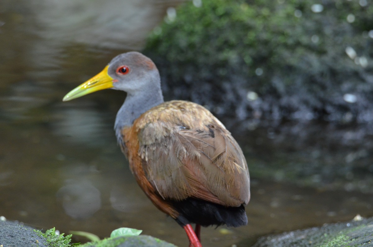 Russet-naped Wood-Rail - ML644377989