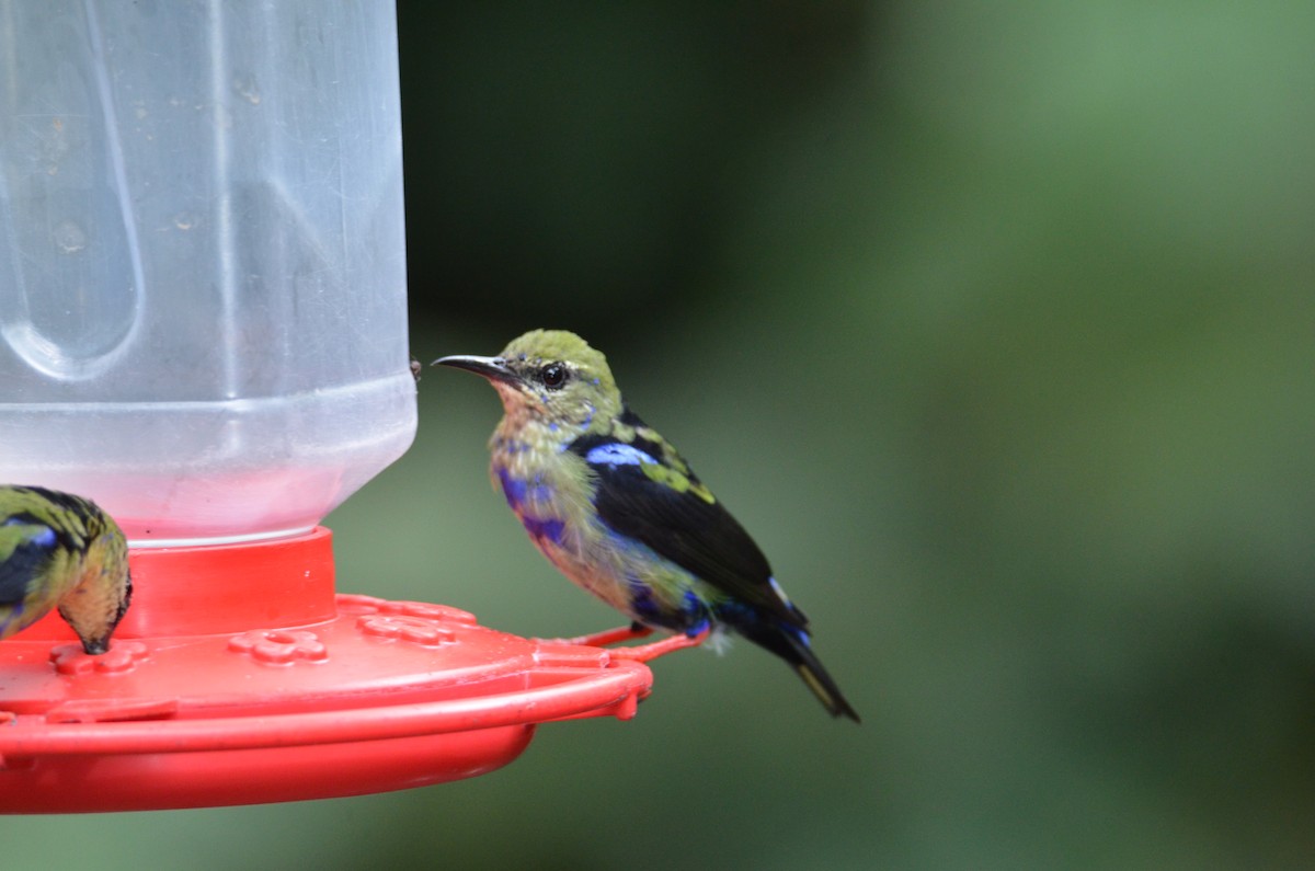 Red-legged Honeycreeper - ML644378001