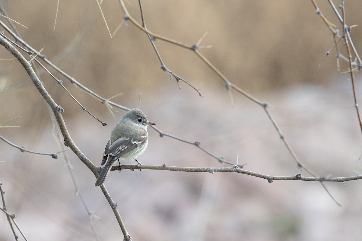 Gray Flycatcher - ML644378008