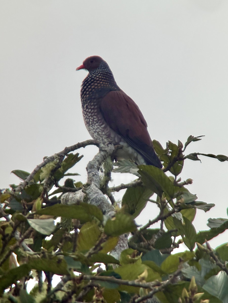 Scaled Pigeon - ML644378012