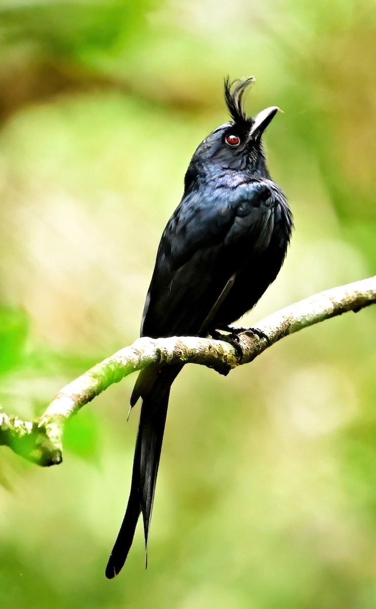 Crested Drongo - ML644378018