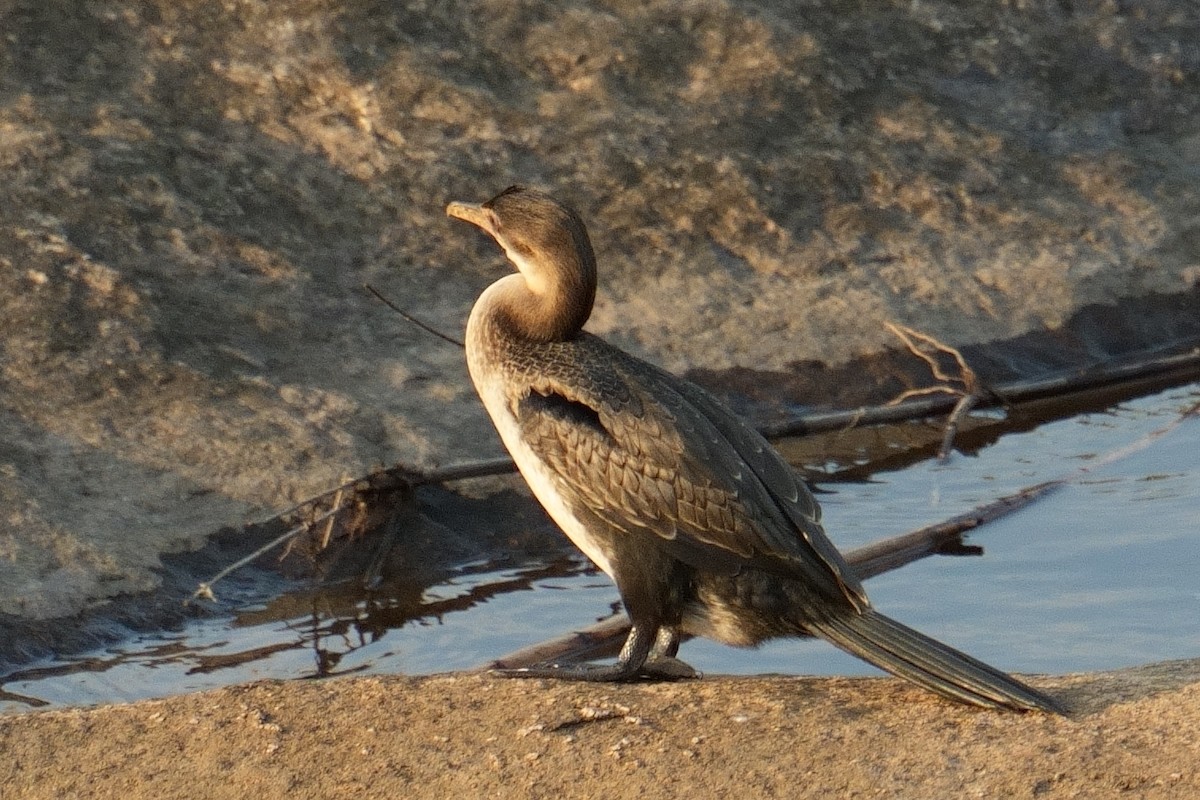アフリカコビトウ - ML644378021
