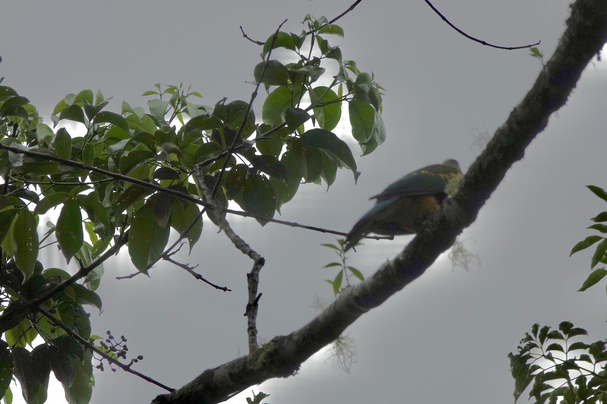 Wompoo Fruit-Dove - ML644378029