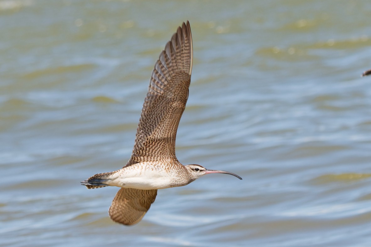 Hudsonian Whimbrel - ML644378034