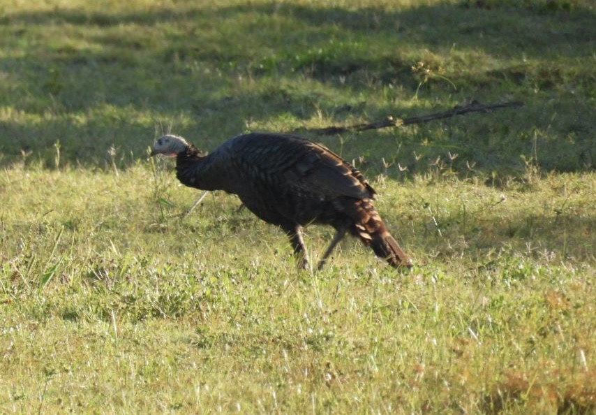 Wild Turkey - ML644378035