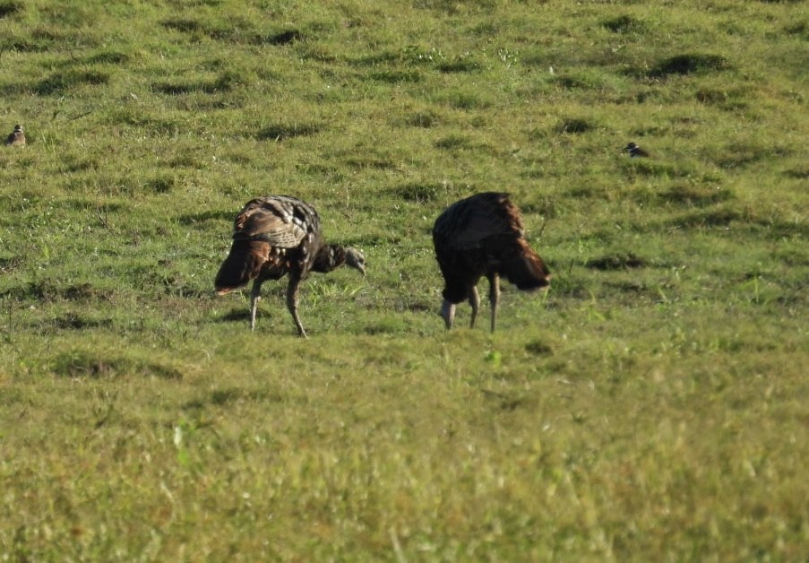 Wild Turkey - ML644378036