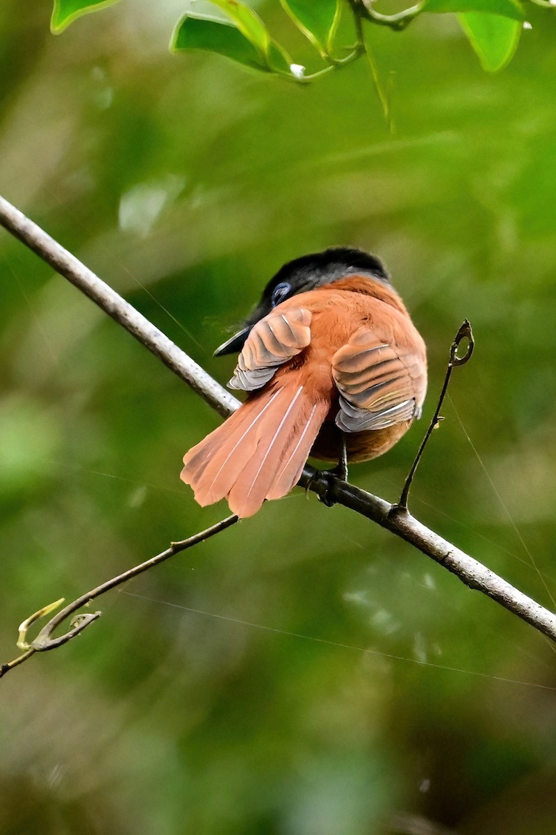 Malagasy Paradise-Flycatcher - ML644378044