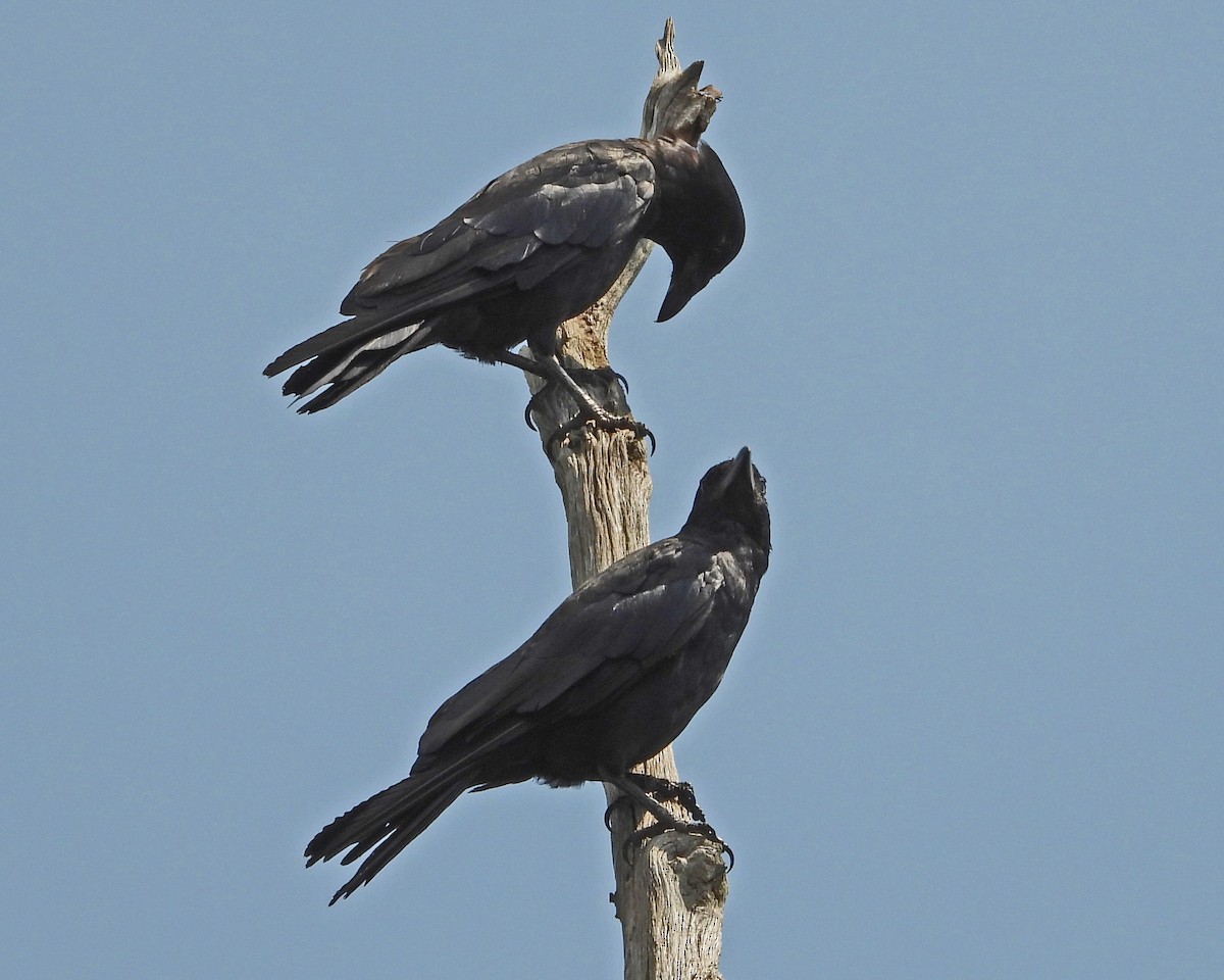 Balıkçı Karga - ML644378045