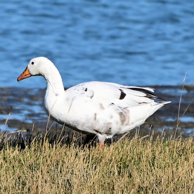 Серый гусь (Одомашненного типа) - ML644378060